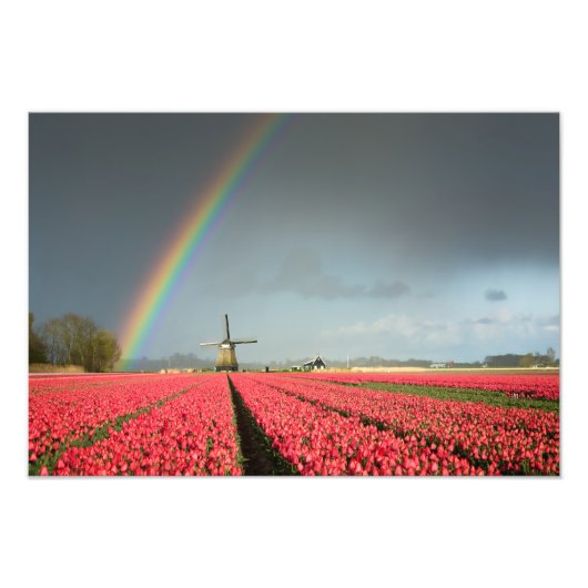 Rainbow, tulpen en foto's van de windmolen foto afdruk (Voorkant)