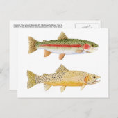 Rainbow & Westslope Cutkeel Trout Briefkaart. Briefkaart (Voorkant / Achterkant)