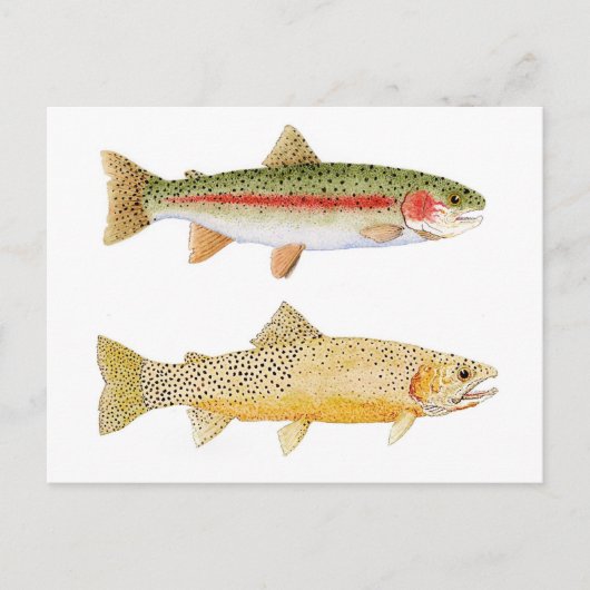 Rainbow & Westslope Cutkeel Trout Briefkaart. Briefkaart (Voorkant)
