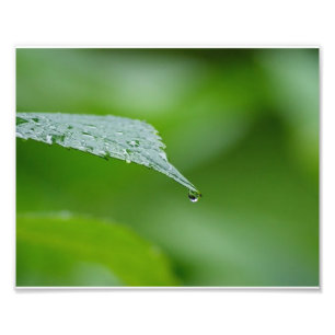 Raindrop Leaf 10x8 Fotografische afdrukken Foto Afdruk