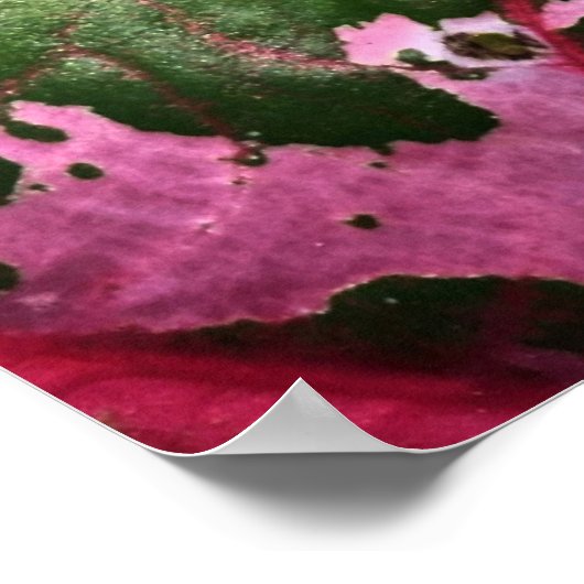 Raindrop op kaladium poster/wandkunst poster (Hoek)