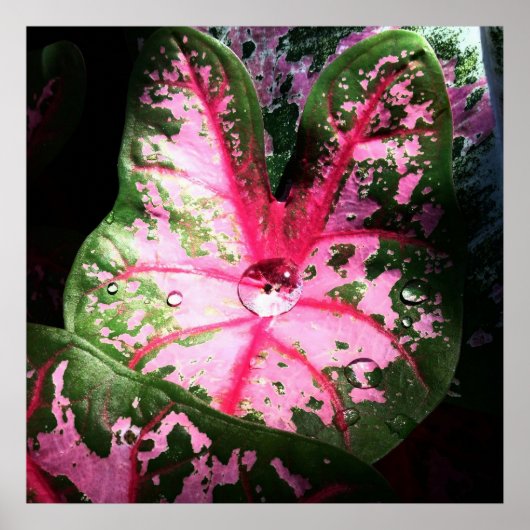 Raindrop op kaladium poster/wandkunst poster (Voorkant)