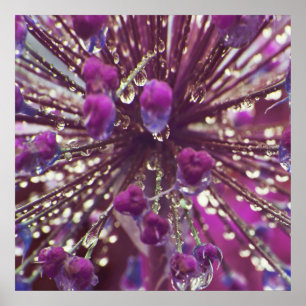 Raindrops op Abstract Paarse Allium Flower Macro Poster