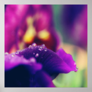 Raindrops op Abstract Paarse petale macro van vent Poster