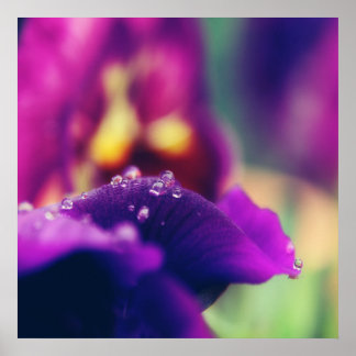 Raindrops op Abstract Paarse petale macro van vent Poster