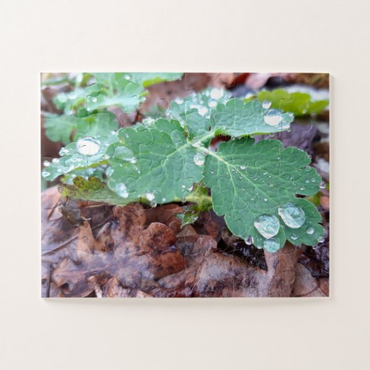 Raindrops op bloemen, Aquilegia Legpuzzel (Horizontaal)