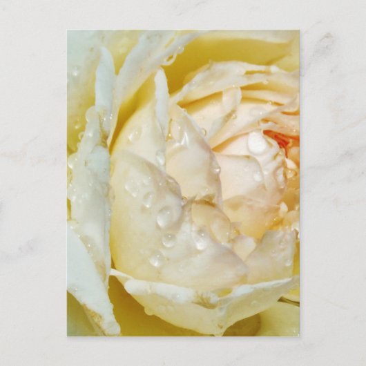 Raindrops op Champagne Blush White Rose floral Briefkaart (Voorkant)