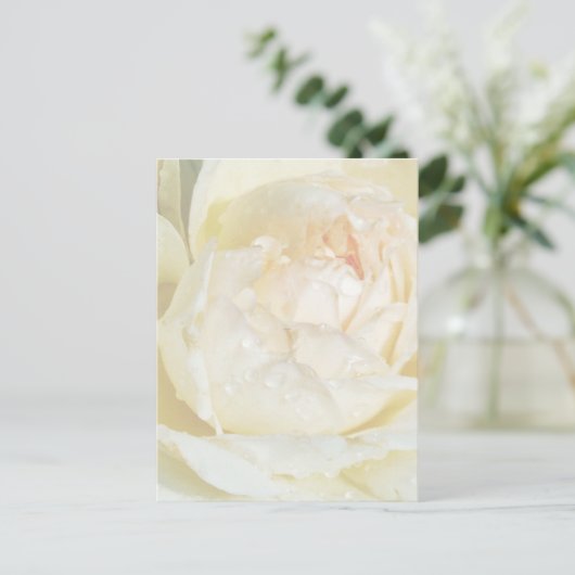 Raindrops op Champagne Blush White Rose floral Po Briefkaart (Staand voorkant)