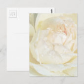 Raindrops op Champagne Blush White Rose floral Po Briefkaart (Voorkant / Achterkant)