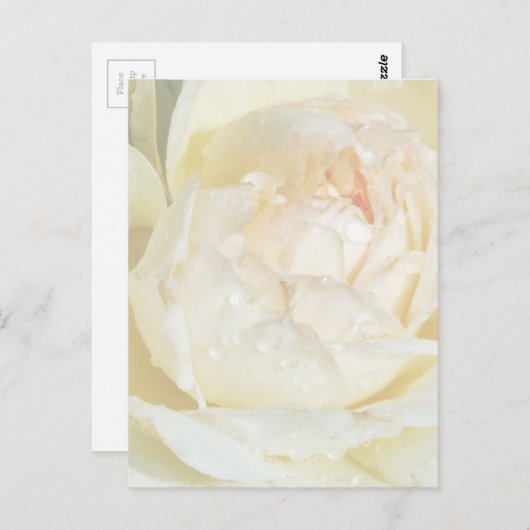 Raindrops op Champagne Blush White Rose floral Po Briefkaart (Voorkant / Achterkant)