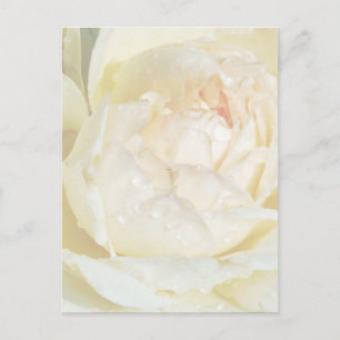 Raindrops op Champagne Blush White Rose floral Po Briefkaart