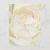 Raindrops op Champagne Blush White Rose floral Po Briefkaart (Voorkant)