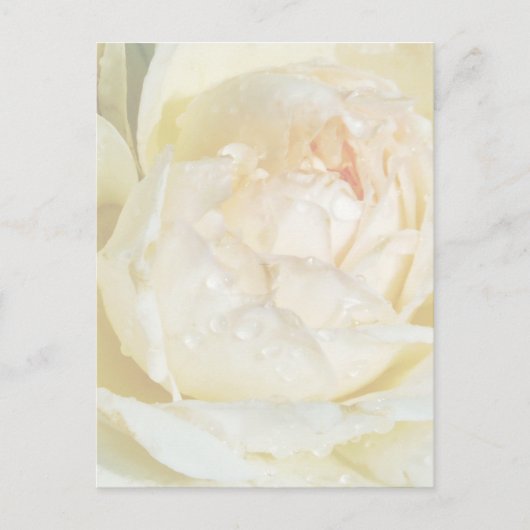 Raindrops op Champagne Blush White Rose floral Po Briefkaart (Voorkant)