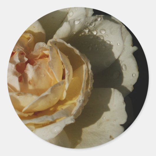 Raindrops op champagne White Rose floral Ronde Sticker (Voorkant)