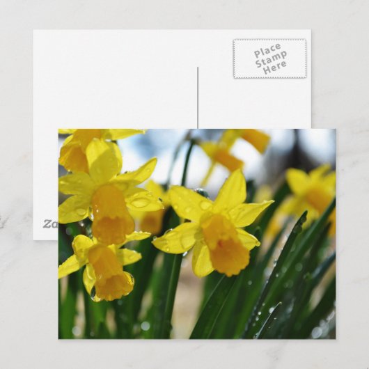 Raindrops op Daffodils Briefkaart (Voorkant / Achterkant)