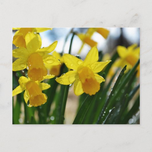 Raindrops op Daffodils Briefkaart (Voorkant)