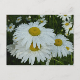 Raindrops op Daisies Wildflower Floral Briefkaart