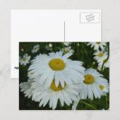 Raindrops op Daisies Wildflower Floral Briefkaart (Voorkant / Achterkant)