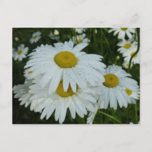 Raindrops op Daisies Wildflower Floral Briefkaart