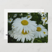 Raindrops op Daisies Wildflower Floral Briefkaart (Voorkant / Achterkant)