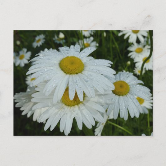 Raindrops op Daisies Wildflower Floral Briefkaart (Voorkant)