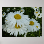 Raindrops op Daisies Wildflower Floral Poster (Voorkant)