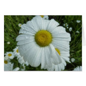 Raindrops op Daisy I Wildflower Floral (Voorkant Horizontaal)