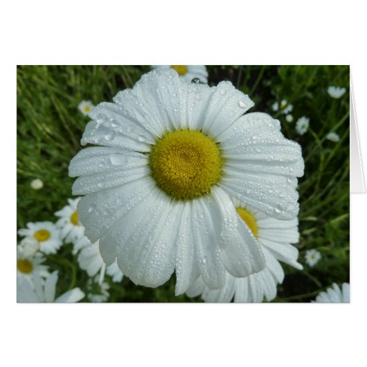 Raindrops op Daisy I Wildflower Floral (Voorkant Horizontaal)
