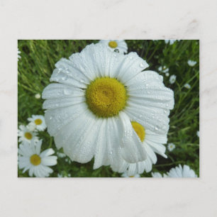 Raindrops op Daisy I Wildflower Floral Briefkaart