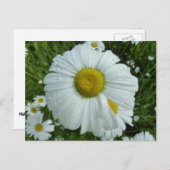 Raindrops op Daisy I Wildflower Floral Briefkaart (Voorkant / Achterkant)