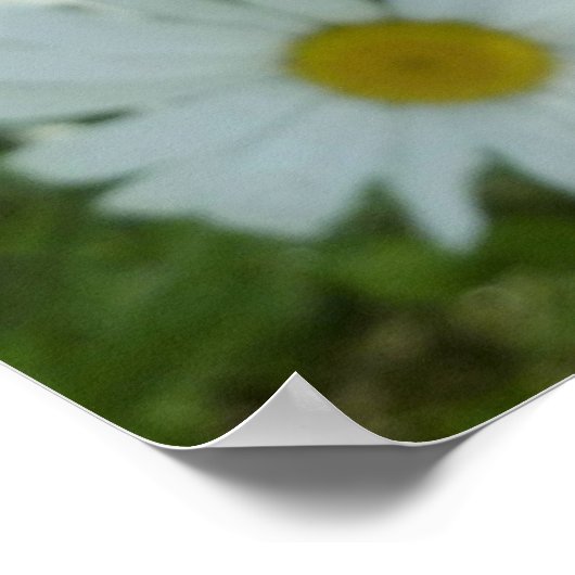 Raindrops op Daisy I Wildflower Floral Poster (Hoek)