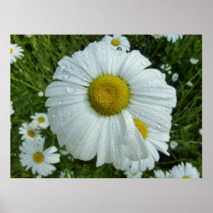 Raindrops op Daisy I Wildflower Floral Poster