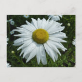 Raindrops op Daisy II Wilde Floral Briefkaart (Voorkant)