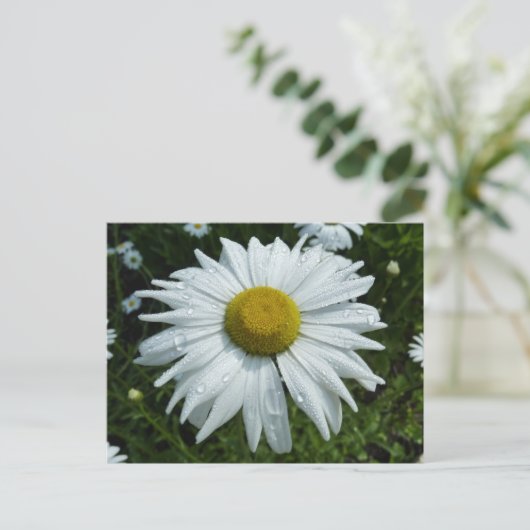 Raindrops op Daisy II Wilde Floral Briefkaart (Staand voorkant)