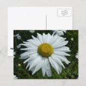 Raindrops op Daisy II Wilde Floral Briefkaart (Voorkant / Achterkant)