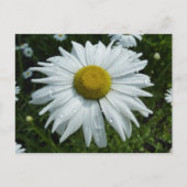 Raindrops op Daisy II Wilde Floral Briefkaart (Voorkant)