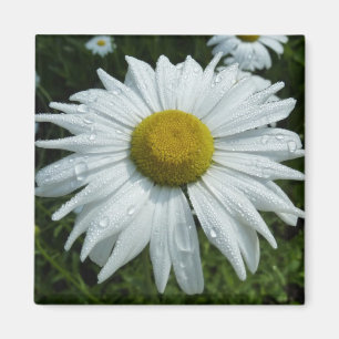 Raindrops op Daisy II Wilde Floral Magneet