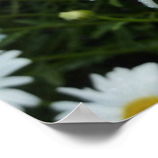 Raindrops op Daisy II Wilde Floral Poster (Hoek)