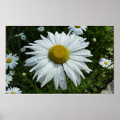 Raindrops op Daisy II Wilde Floral Poster (Voorkant)