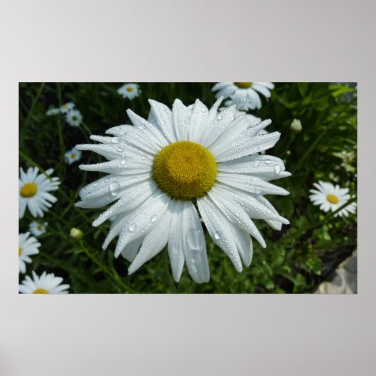 Raindrops op Daisy II Wilde Floral Poster (Voorkant)