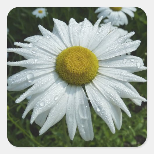 Raindrops op Daisy II Wilde Floral Vierkante Sticker (Voorkant)