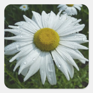 Raindrops op Daisy II Wilde Floral Vierkante Sticker