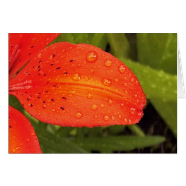 Raindrops op Daylily (Voorkant Horizontaal)