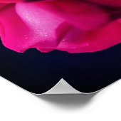 Raindrops op de Abstracte rode rosebud Poster (Hoek)