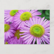 Raindrops op de Asters