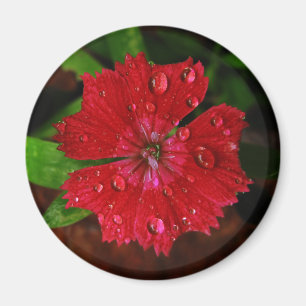 Raindrops op de prachtige Red Dianthus Flower foto Magneet