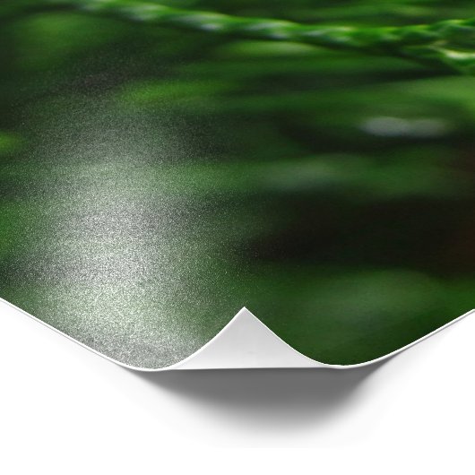 Raindrops op een boomtak foto afdruk (Hoek)