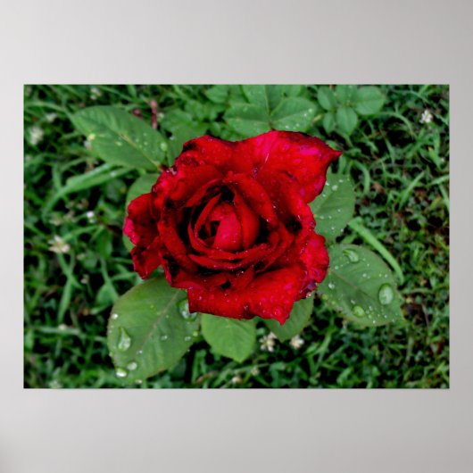 Raindrops op een rode Rose Poster (Voorkant)