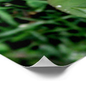 Raindrops op een rode Rose Poster (Hoek)