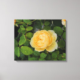 Raindrops op Gele Rozengestrekte Canvas Afdruk